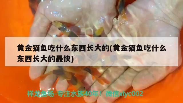 黃金貓魚吃什么東西長(zhǎng)大的(黃金貓魚吃什么東西長(zhǎng)大的最快) 黃金貓魚