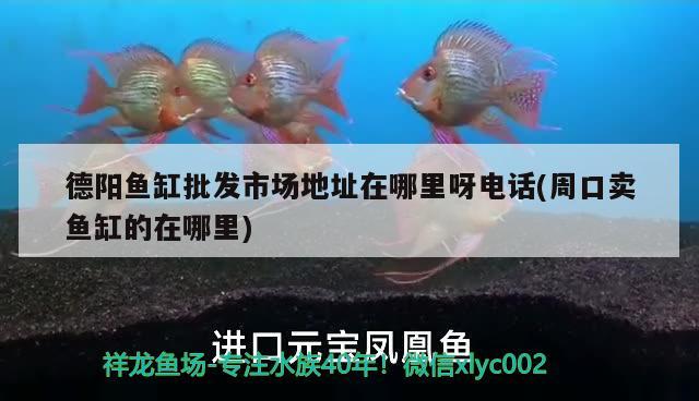 德陽魚缸批發(fā)市場地址在哪里呀電話(周口賣魚缸的在哪里) 養(yǎng)魚知識(shí)