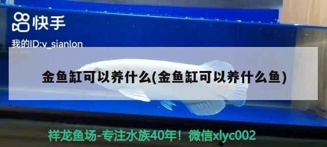 金魚缸可以養(yǎng)什么(金魚缸可以養(yǎng)什么魚) 女王大帆魚