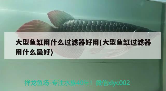 大型魚缸用什么過(guò)濾器好用(大型魚缸過(guò)濾器用什么最好) 馬拉莫寶石魚苗