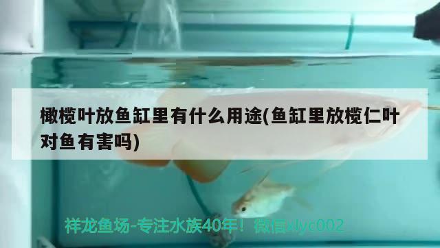 橄欖葉放魚缸里有什么用途(魚缸里放欖仁葉對(duì)魚有害嗎) 蘇虎苗（蘇門答臘虎魚苗）