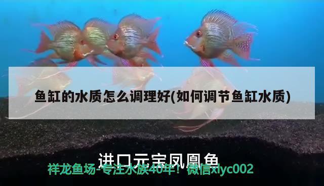 魚(yú)缸的水質(zhì)怎么調(diào)理好(如何調(diào)節(jié)魚(yú)缸水質(zhì))