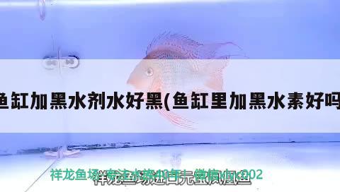 魚缸加黑水劑水好黑(魚缸里加黑水素好嗎) 黑水素