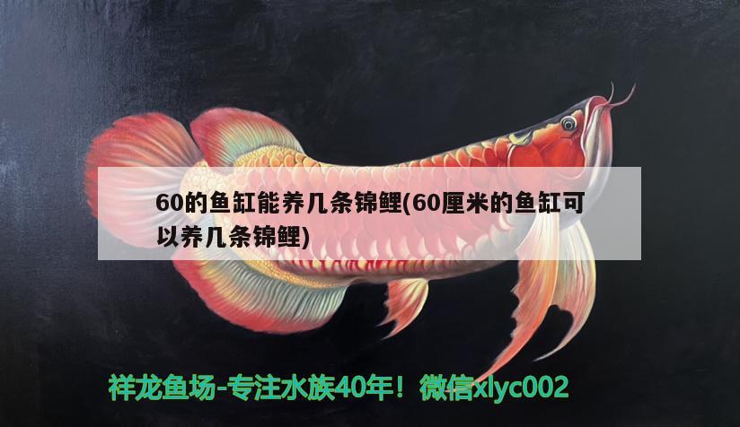 60的魚缸能養(yǎng)幾條錦鯉(60厘米的魚缸可以養(yǎng)幾條錦鯉) 薩伊藍(lán)魚