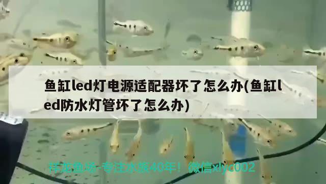 魚缸led燈電源適配器壞了怎么辦(魚缸led防水燈管壞了怎么辦) 黑金魟魚