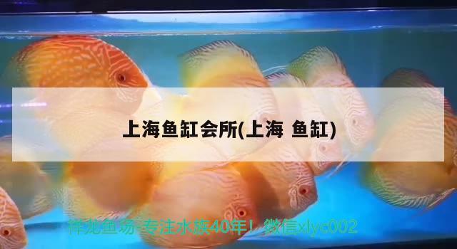 上海魚缸會所(上海魚缸)