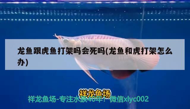 龍魚跟虎魚打架嗎會死嗎(龍魚和虎打架怎么辦) 虎魚百科