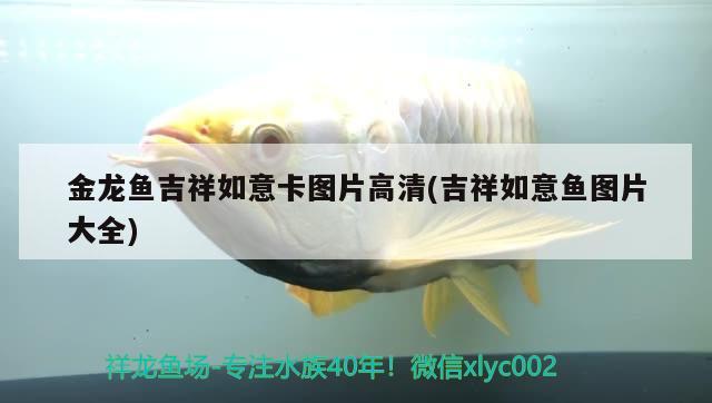 金龍魚吉祥如意卡圖片高清(吉祥如意魚圖片大全) 觀賞魚市場(chǎng)（混養(yǎng)魚）