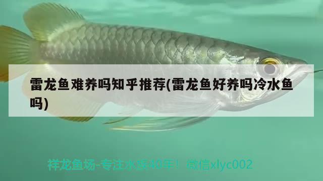 雷龍魚難養(yǎng)嗎知乎推薦(雷龍魚好養(yǎng)嗎冷水魚嗎) 魚缸百科