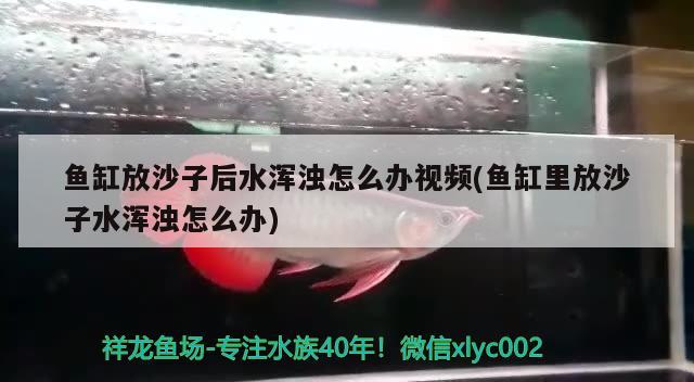 魚缸放沙子后水渾濁怎么辦視頻(魚缸里放沙子水渾濁怎么辦) 粗線銀版魚