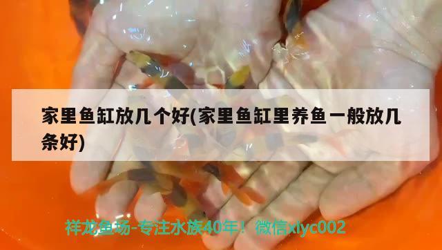 家里魚缸放幾個好(家里魚缸里養(yǎng)魚一般放幾條好)