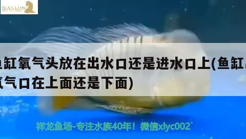 魚缸氧氣頭放在出水口還是進水口上(魚缸出氧氣口在上面還是下面) 鴨嘴鯊魚