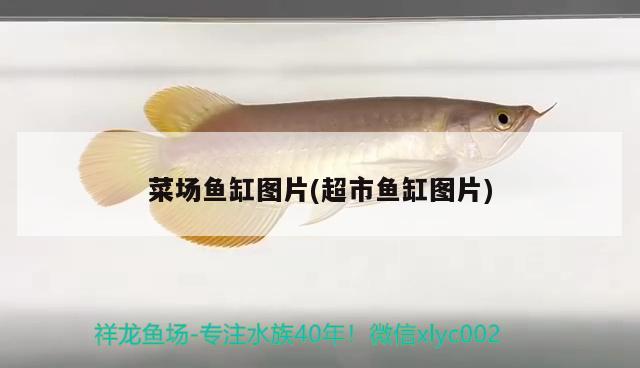 菜場(chǎng)魚缸圖片(超市魚缸圖片) 金龍魚糧