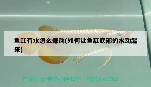 魚缸有水怎么挪動(dòng)(如何讓魚缸底部的水動(dòng)起來(lái)) 古典過(guò)背金龍魚