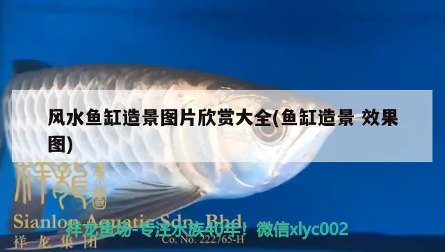 風(fēng)水魚缸造景圖片欣賞大全(魚缸造景效果圖) 魚缸風(fēng)水