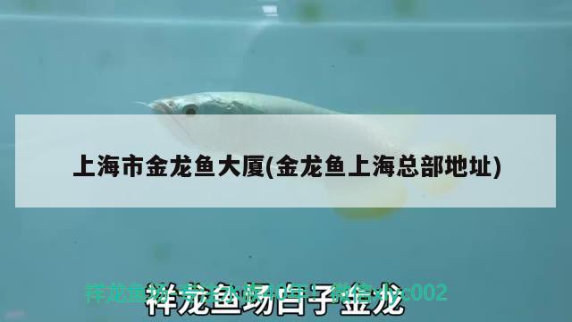 上海市金龍魚大廈(金龍魚上?？偛康刂? 馬拉莫寶石魚