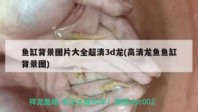 魚缸背景圖片大全超清3d龍(高清龍魚魚缸背景圖) 球鯊魚 第1張