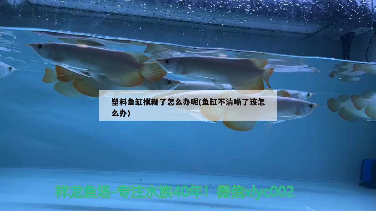 塑料魚缸模糊了怎么辦呢(魚缸不清晰了該怎么辦)