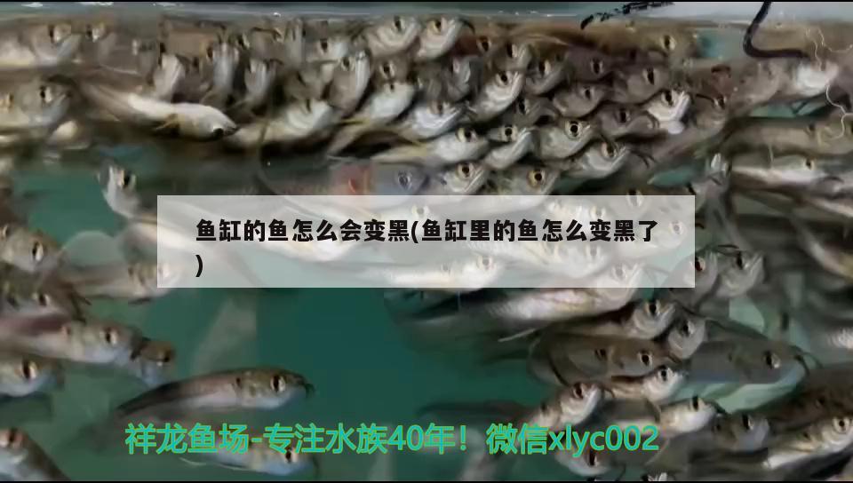 魚缸的魚怎么會變黑(魚缸里的魚怎么變黑了) 虎魚魚苗