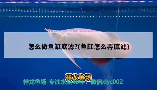 怎么做魚缸底濾？(魚缸怎么弄底濾) 魚缸定做