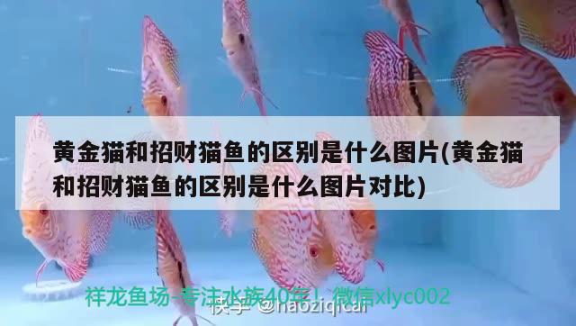 黃金貓和招財貓魚的區(qū)別是什么圖片(黃金貓和招財貓魚的區(qū)別是什么圖片對比) 黃金貓魚百科