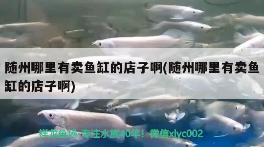 隨州哪里有賣魚缸的店子啊(隨州哪里有賣魚缸的店子啊) 祥龍龍魚專用水族燈