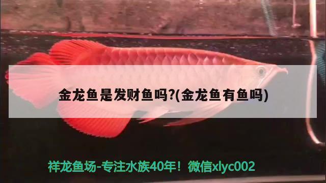 金龍魚(yú)是發(fā)財(cái)魚(yú)嗎?(金龍魚(yú)有魚(yú)嗎)