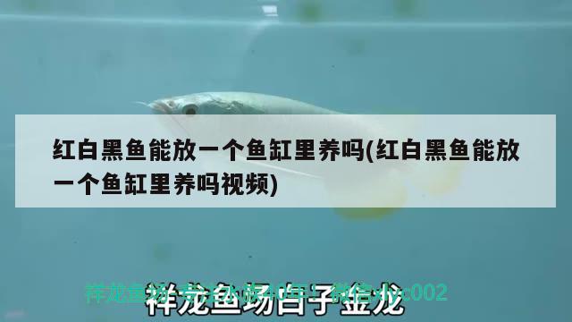 紅白黑魚能放一個魚缸里養(yǎng)嗎(紅白黑魚能放一個魚缸里養(yǎng)嗎視頻) 赤焰中國虎魚