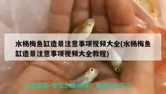 水楊梅魚(yú)缸造景注意事項(xiàng)視頻大全(水楊梅魚(yú)缸造景注意事項(xiàng)視頻大全教程) 斯維尼關(guān)刀魚(yú)