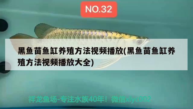 黑魚苗魚缸養(yǎng)殖方法視頻播放(黑魚苗魚缸養(yǎng)殖方法視頻播放大全)