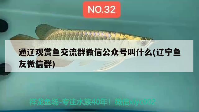 通遼觀賞魚交流群微信公眾號叫什么(遼寧魚友微信群) 短身紅龍魚