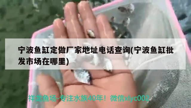 寧波魚缸定做廠家地址電話查詢(寧波魚缸批發(fā)市場在哪里)