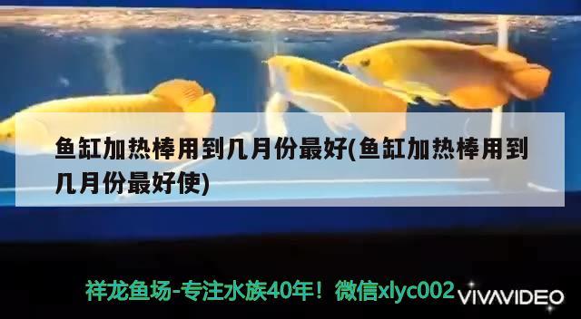 魚缸加熱棒用到幾月份最好(魚缸加熱棒用到幾月份最好使) 虎魚魚苗