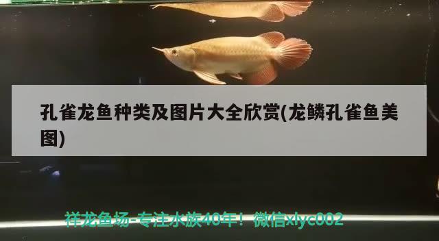 孔雀龍魚種類及圖片大全欣賞(龍鱗孔雀魚美圖)