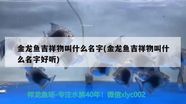 金龍魚吉祥物叫什么名字(金龍魚吉祥物叫什么名字好聽)