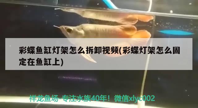 彩蝶魚缸燈架怎么拆卸視頻(彩蝶燈架怎么固定在魚缸上) 檸檬鯽