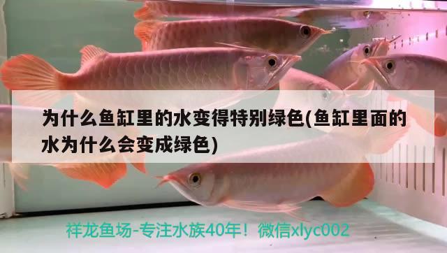 為什么魚缸里的水變得特別綠色(魚缸里面的水為什么會變成綠色) 觀賞魚進(jìn)出口