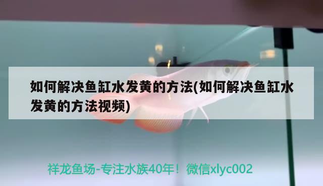 如何解決魚缸水發(fā)黃的方法(如何解決魚缸水發(fā)黃的方法視頻)