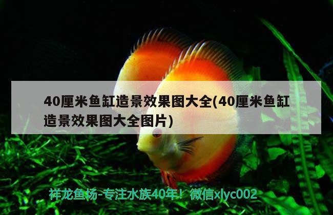 40厘米魚(yú)缸造景效果圖大全(40厘米魚(yú)缸造景效果圖大全圖片)