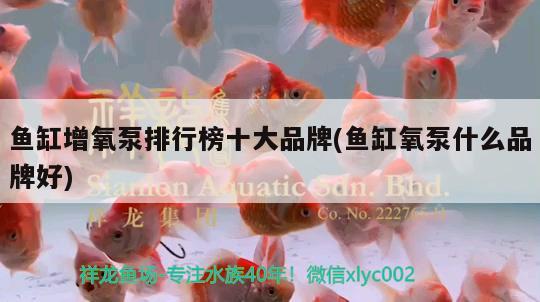 魚缸增氧泵排行榜十大品牌(魚缸氧泵什么品牌好) 七紋巨鯉魚