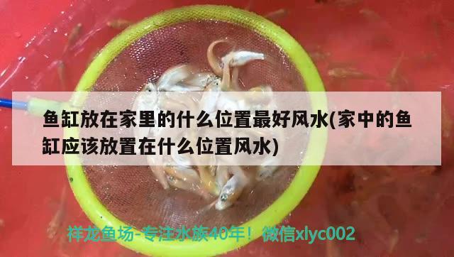 魚缸放在家里的什么位置最好風(fēng)水(家中的魚缸應(yīng)該放置在什么位置風(fēng)水)