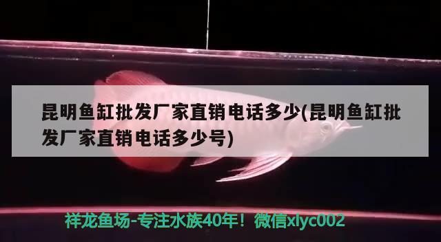 昆明魚(yú)缸批發(fā)廠家直銷(xiāo)電話多少(昆明魚(yú)缸批發(fā)廠家直銷(xiāo)電話多少號(hào)) 馬拉莫寶石魚(yú)