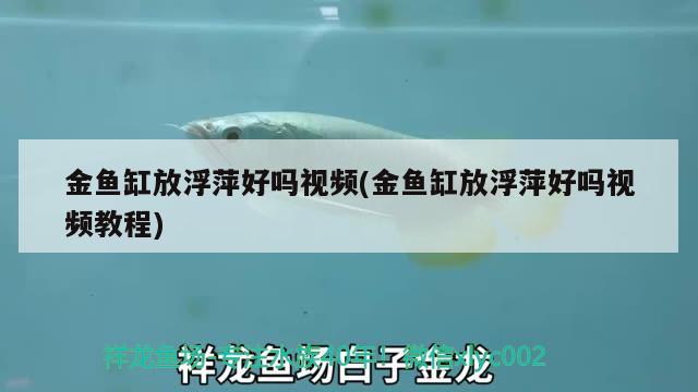 金魚缸放浮萍好嗎視頻(金魚缸放浮萍好嗎視頻教程)