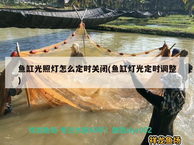 魚缸光照燈怎么定時(shí)關(guān)閉(魚缸燈光定時(shí)調(diào)整) 黑桃A魚苗 第1張