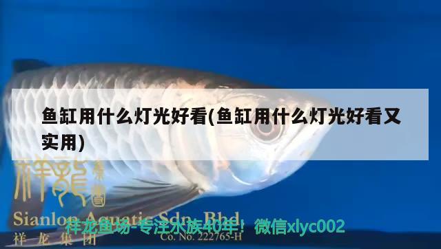 魚(yú)缸用什么燈光好看(魚(yú)缸用什么燈光好看又實(shí)用) 龍魚(yú)疾病與治療