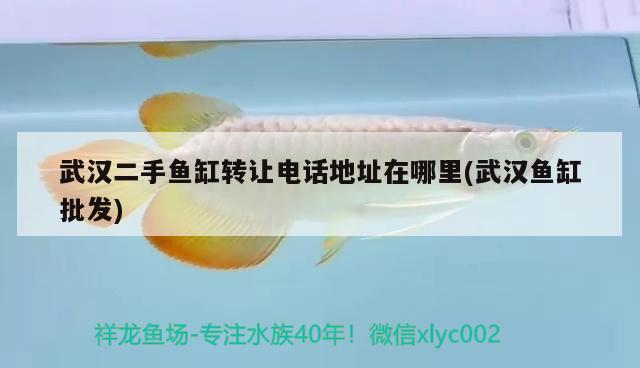 武漢二手魚缸轉(zhuǎn)讓電話地址在哪里(武漢魚缸批發(fā)) 月光鴨嘴魚