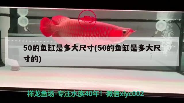 50的魚缸是多大尺寸(50的魚缸是多大尺寸的) 廣州水族器材濾材批發(fā)市場 第2張