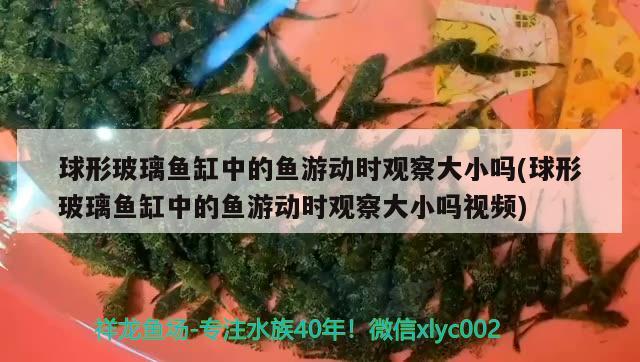 球形玻璃魚缸中的魚游動時觀察大小嗎(球形玻璃魚缸中的魚游動時觀察大小嗎視頻) 申古三間魚