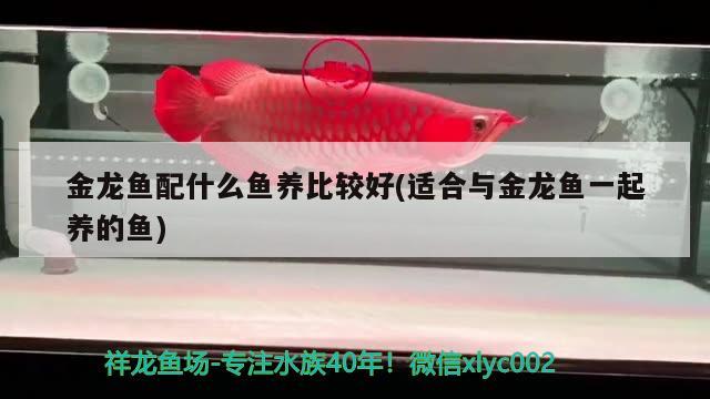 金龍魚配什么魚養(yǎng)比較好(適合與金龍魚一起養(yǎng)的魚) 蝴蝶鯉