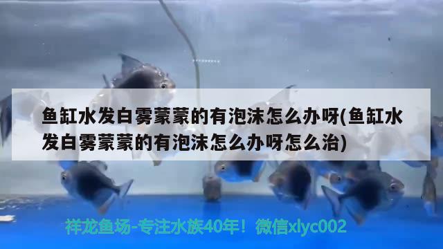 魚缸水發(fā)白霧蒙蒙的有泡沫怎么辦呀(魚缸水發(fā)白霧蒙蒙的有泡沫怎么辦呀怎么治) 肺魚